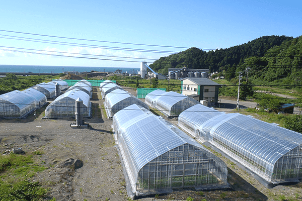 翡翠山葵 wabisabi - 世界初 純わさび粉末｜有限会社SKフロンティア